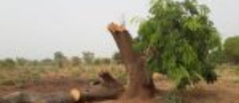 Article : La protection de l’environnement au Tchad est vouée à l’échec