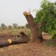 Article : La protection de l’environnement au Tchad est vouée à l’échec